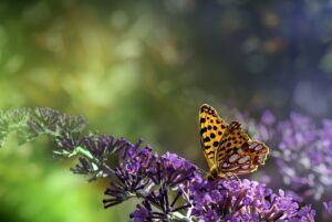 fritillary butterfly, butterfly, flowers-8194078.jpg