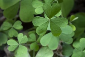 clover, plant, nature, green, luck, shamrock, leaf, spring, lucky, leaf of grass, season, wish, shamrock, shamrock, shamrock, shamrock, shamrock